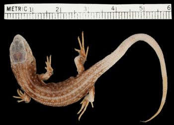 Media type: image;   Herpetology R-2133 Aspect: dorsal